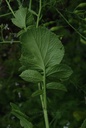 Radis noir - Phytotype - 2