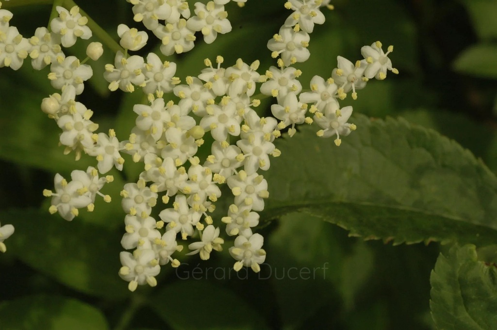 Sureau noir - Phytotype - 2