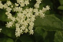 Sureau noir - Phytotype - 2