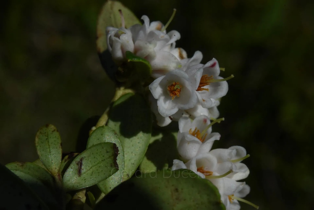 Airelle rouge - Phytotype - 2