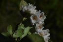 Airelle rouge - Phytotype - 2
