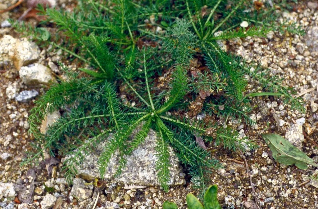 Achillée millefeuille - Phytotype - 3