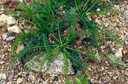 Achillée millefeuille - Phytotype - 3