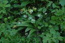 Ail des ours - Phytotype - 3
