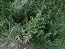 Armoise commune - Phytotype - 3