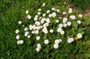 Pâquerette  - Phytotype - 3