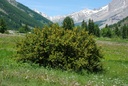 Épine vinette - Phytotype - 3