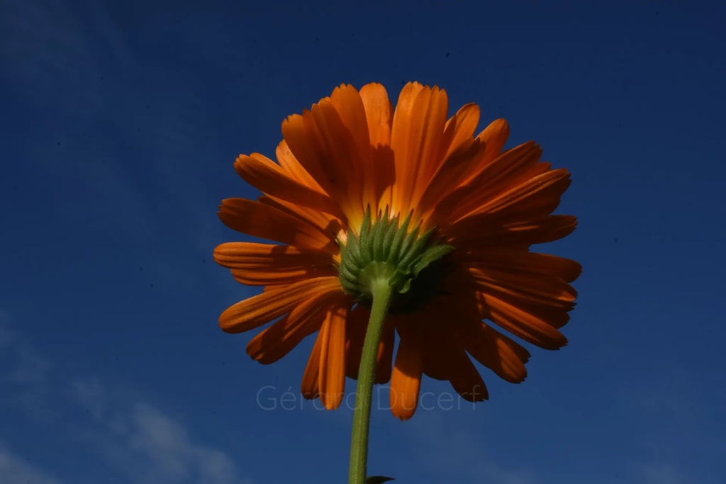 Souci  - Phytotype - 3