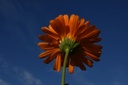 Souci  - Phytotype - 3