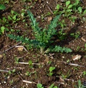 Cirse des champs - Phytotype - 3