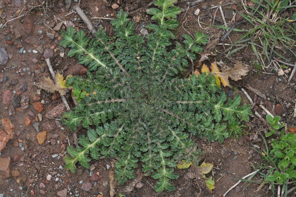 Chardon béni - Phytotype - 3
