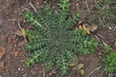 Chardon béni - Phytotype - 3