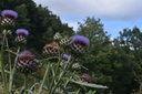 Artichaut  - Phytotype - 3