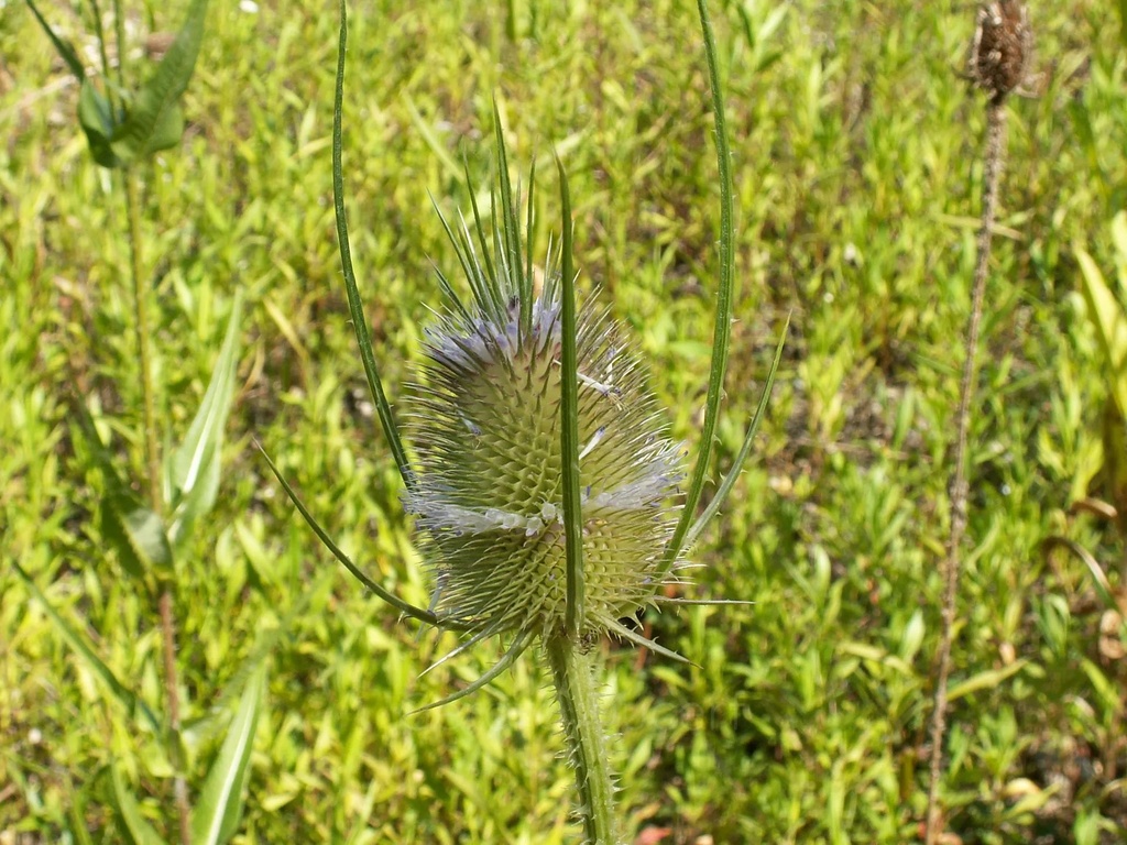 Cardère  - Phytotype - 3