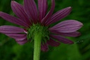 Échinacée pourpre - Phytotype - 3