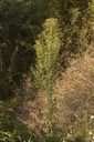 Vergerette du Canada - Phytotype - 3