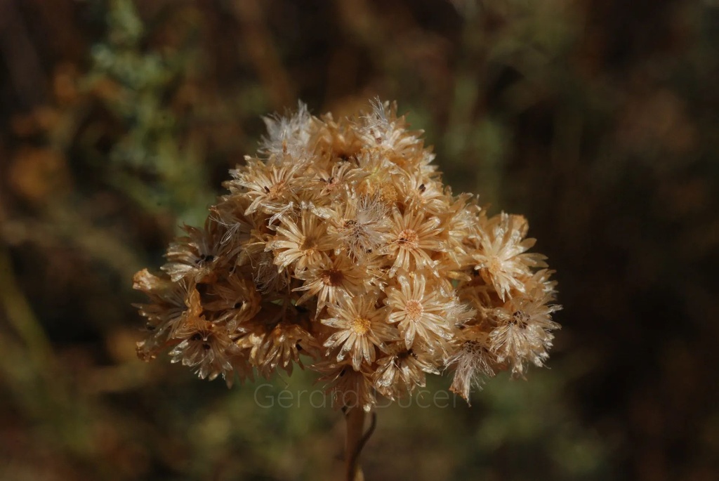Immortelle d’Italie - Phytotype - 3