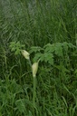 Grande berce - Phytotype - 3
