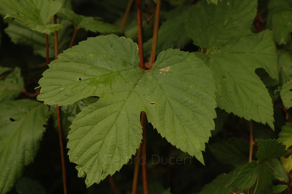 Houblon  - Phytotype - 3