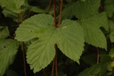 Houblon  - Phytotype - 3