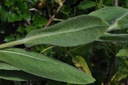 Aunée  - Phytotype - 3