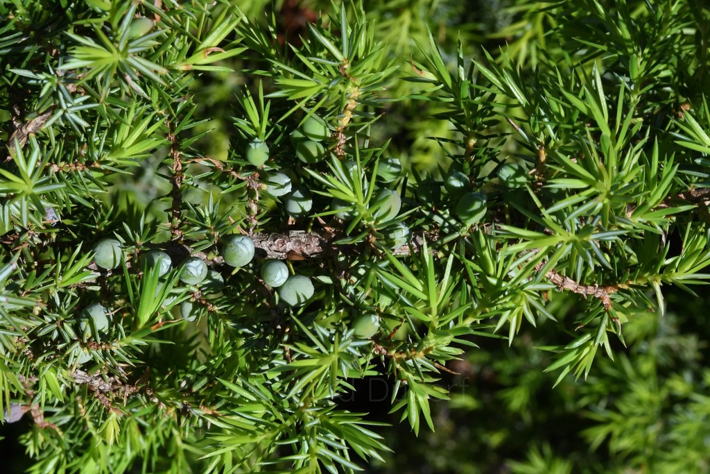 Genévrier  - Phytotype - 3