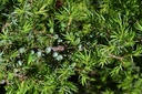 Genévrier  - Phytotype - 3