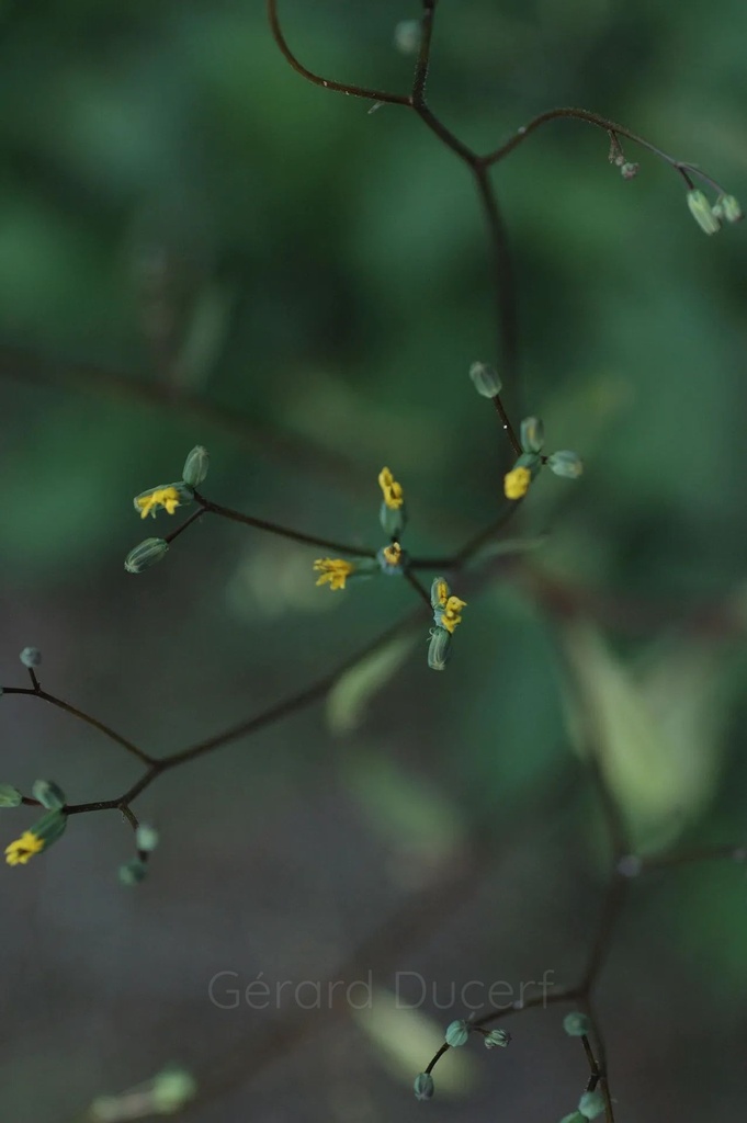 Lampsane commune - Phytotype - 3
