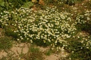 Camomille matricaire - Phytotype - 3