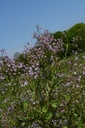 Radis noir - Phytotype - 3