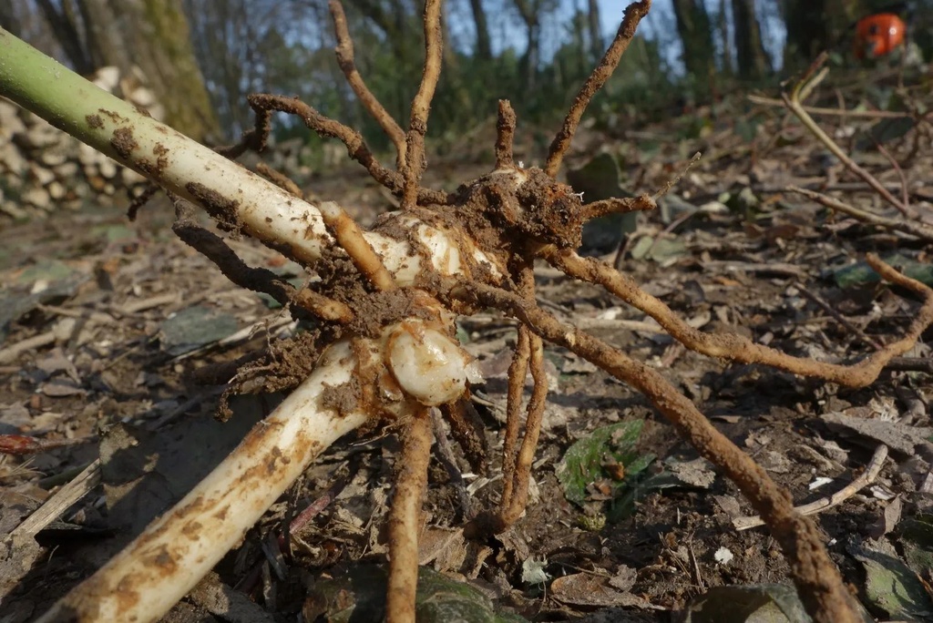 Petit-houx  - Phytotype - 3