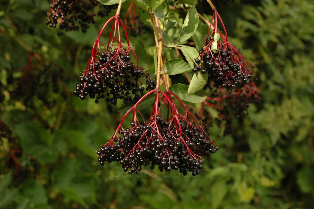 Sureau noir - Phytotype - 3