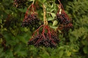 Sureau noir - Phytotype - 3