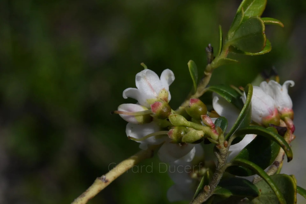Airelle rouge - Phytotype - 3