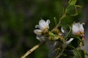 Airelle rouge - Phytotype - 3