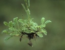Achillée millefeuille - Phytotype - 4