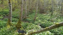 Ail des ours - Phytotype - 4