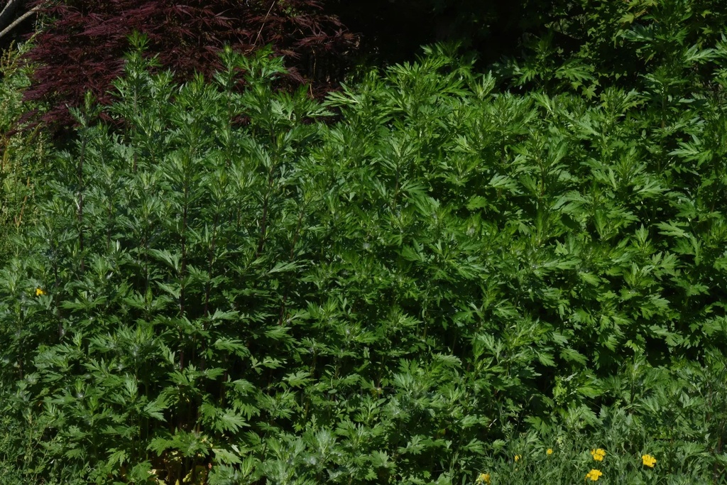 Armoise commune - Phytotype - 4