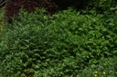 Armoise commune - Phytotype - 4