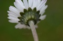 Pâquerette  - Phytotype - 4