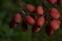 Épine vinette - Phytotype - 4