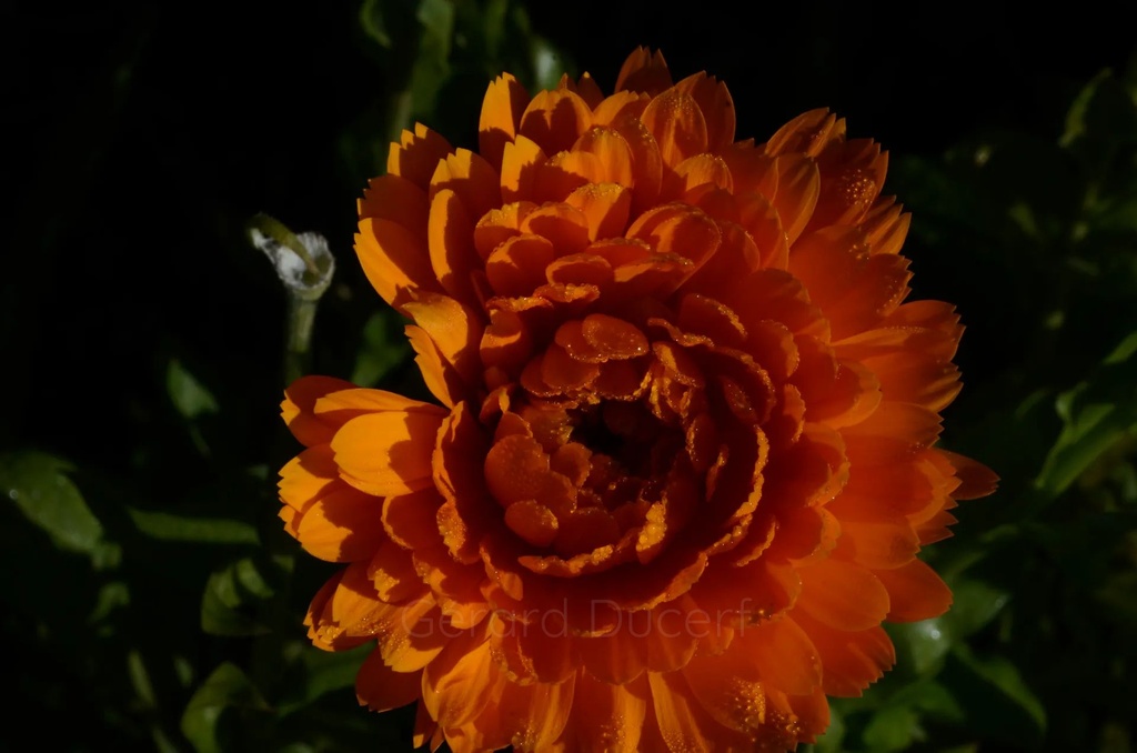Souci  - Phytotype - 4