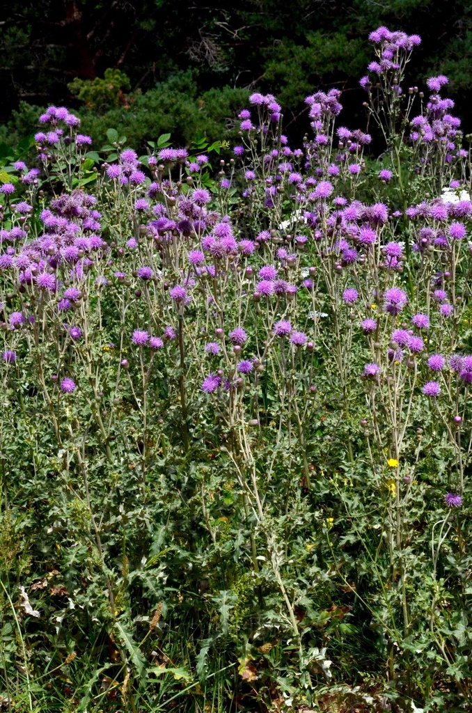 Cirse des champs - Phytotype - 4