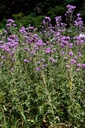 Cirse des champs - Phytotype - 4