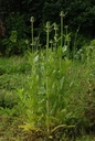 Cardère  - Phytotype - 4