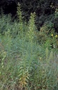 Vergerette du Canada - Phytotype - 4
