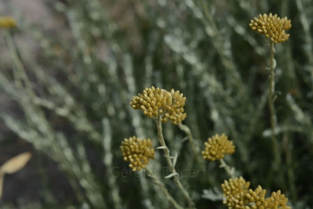 Immortelle d’Italie - Phytotype - 4