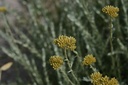 Immortelle d’Italie - Phytotype - 4