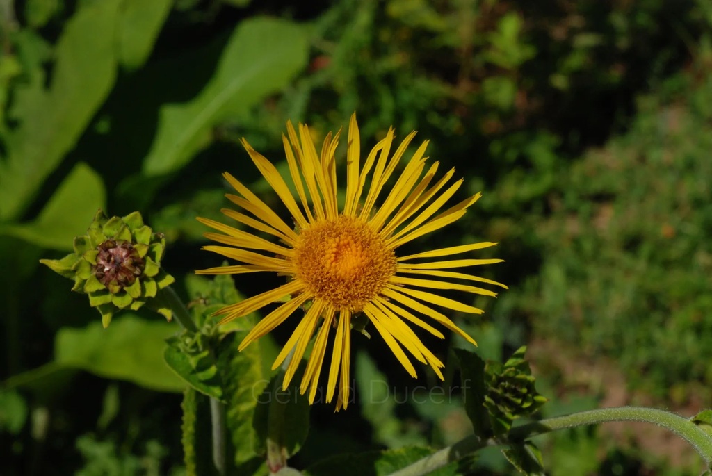 Aunée  - Phytotype - 4