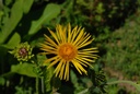 Aunée  - Phytotype - 4